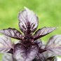 500 Seeds RED RUBIN BASIL Ocimum Basilicum Purpurascens Spicy Herb Flower (Seeds)