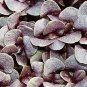 500 Seeds RED RUBIN BASIL Ocimum Basilicum Purpurascens Spicy Herb Flower (Seeds)