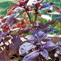 500 Seeds RED RUBIN BASIL Ocimum Basilicum Purpurascens Spicy Herb Flower (Seeds)