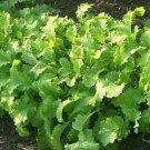 1000 Seeds BROWN MUSTARD Brassica Juncea Vegetable Herb (Seeds)