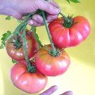 50 Seeds GIANT BELGIAN PINK TOMATO Huge Pink Skin Lycopersicon Fruit Vegetable (Seeds)