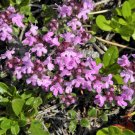 100 Seeds MOTHER OF THYME Lemon Broadleaved Thymus Pulegioides Herb Pink Flower (Seeds)