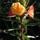 10 Seeds SUNSET BOULEVARD PRIMROSE Orange Evening Blvd Oenothera Versicol Flower (Seeds)