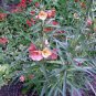 10 Seeds SUNSET BOULEVARD PRIMROSE Orange Evening Blvd Oenothera Versicol Flower (Seeds)