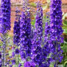 50 Seeds BLACK KNIGHT DELPHINIUM Elatum Cultorum Pacific Giant Larkspur Flower (Seeds)