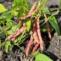 25 Seeds DWARF HORTICULTURE BEAN Taylor Long French Phaseolus Vulgaris Vegetable (Seeds)