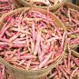 25 Seeds DWARF HORTICULTURE BEAN Taylor Long French Phaseolus Vulgaris Vegetable (Seeds)