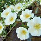 10 Seeds WHITE JAPANESE ROSE Rosa Rugosa Alba Bush Shrub Flower (Seeds)