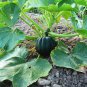 50 Seeds TABLE KING ACORN SQUASH Winter or Summer Cucurbita Maxima Vegetable (Seeds)