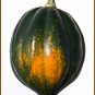 50 Seeds TABLE KING ACORN SQUASH Winter or Summer Cucurbita Maxima Vegetable (Seeds)