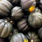 50 Seeds TABLE KING ACORN SQUASH Winter or Summer Cucurbita Maxima Vegetable (Seeds)