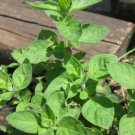 500 Seeds GREEK OREGANO Italian / Winter Marjoram Oreganum Vulgare Hirtum Herb (Seeds)