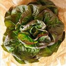 3000 Seeds BRONZE MIGNONETTE LETTUCE Butterhead Lactuca Sativa Vegetable (Seeds)