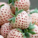 100 Seeds WHITE SOUL STRAWBERRY Fragaria Vesca Fruit Flower Berry (Seeds)