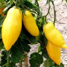 40 Seeds BANANA LEGS TOMATO Heirloom Yellow Lycopersicon Fruit Vegetable (Seeds)