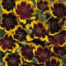30 Seeds COSMIDIUM BRUNETTE Burridgeanum Greenthread Yellow Mahogany Flower (Seeds)