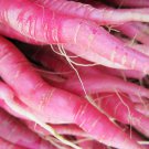 100 Seeds PINK SUMMERSICLE RADISH Raphanus Sativus Root Vegetable (Seeds)