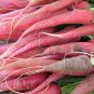 100 Seeds PINK SUMMERSICLE RADISH Raphanus Sativus Root Vegetable (Seeds)