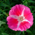 500 Seeds Pink FAREWELL TO SPRING Clarkia Elegans 2 Tone Striped Flower (Seeds)