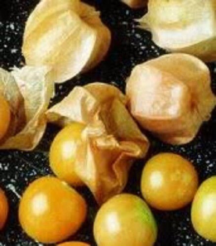 200 Seeds Organic GROUND CHERRY Physalis Pruinosa Golden Strawberry Vegetable (Seeds)