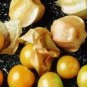 200 Seeds Organic GROUND CHERRY Physalis Pruinosa Golden Strawberry Vegetable (Seeds)