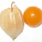 200 Seeds Organic GROUND CHERRY Physalis Pruinosa Golden Strawberry Vegetable (Seeds)