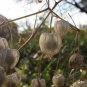 200 Seeds Organic GROUND CHERRY Physalis Pruinosa Golden Strawberry Vegetable (Seeds)