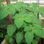 200 Seeds Organic GROUND CHERRY Physalis Pruinosa Golden Strawberry Vegetable (Seeds)