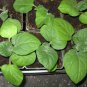 200 Seeds Organic GROUND CHERRY Physalis Pruinosa Golden Strawberry Vegetable (Seeds)