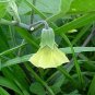 200 Seeds Organic GROUND CHERRY Physalis Pruinosa Golden Strawberry Vegetable (Seeds)