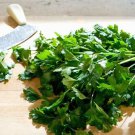 250 Seeds LEISURE CILANTRO / CORIANDER Coriandrum Sativum Herb Vegetable (Seeds)