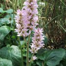 100 Seeds BRIDAL WREATH White & Pink Francoa Appendiculata Flower (Seeds)