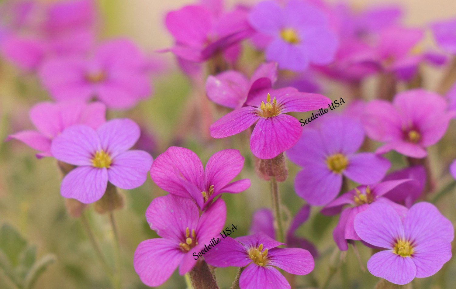 150 Seeds SPRING CHARM ROCKCRESS Rose Rock Cress Arabis Arendsii Flower Mix (Seeds)