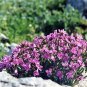 150 Seeds SPRING CHARM ROCKCRESS Rose Rock Cress Arabis Arendsii Flower Mix (Seeds)