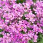 150 Seeds SPRING CHARM ROCKCRESS Rose Rock Cress Arabis Arendsii Flower Mix (Seeds)