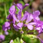 150 Seeds SPRING CHARM ROCKCRESS Rose Rock Cress Arabis Arendsii Flower Mix (Seeds)