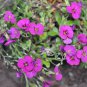 150 Seeds SPRING CHARM ROCKCRESS Rose Rock Cress Arabis Arendsii Flower Mix (Seeds)