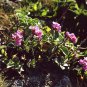 150 Seeds SPRING CHARM ROCKCRESS Rose Rock Cress Arabis Arendsii Flower Mix (Seeds)