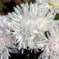 30 Seeds WHITE NEEDLE ASTER Callistephus Chinensis Unicom Flower (Seeds)