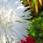 30 Seeds WHITE NEEDLE ASTER Callistephus Chinensis Unicom Flower (Seeds)