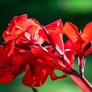 5 Seeds RED CANNA LILY Indian Shot Canna Indica Flower (Seeds)