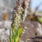 50 Seeds GOLDENTOP GRASS Toothbrush Grass Dog's Tail Golden Top Ornamental (Seeds)