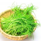 75 Seeds SALTWORT Okahijiki Japanese Greens Salsola Komarovii Leaf Vegetable (Seeds)