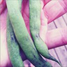 50 Seeds RATTLESNAKE POLE BEAN Stringless Purple Phaseolus Vulgaris Vegetable (Seeds)