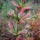 50 Seeds TASSEL FLOWER Red Pink Flower Leucopogon Verticillatus Shrub (Seeds)