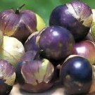 50 Seeds PURPLE TOMATILLO Physalis Ixoxcarpa Vegetable (Seeds) 50 Seeds PURPLE TOMATILLO Physalis Ixoxcarpa Vegetable (Seeds)