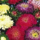1000 Seeds POWDER PUFF ASTER MIX Callistephus Chinensis Flower (Seeds)