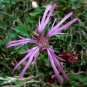 100 Seeds RAGGED ROBIN Pink Purplish Lychnis Flos Cuculi Pink Flower (Seeds)