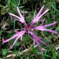 100 Seeds RAGGED ROBIN Pink Purplish Lychnis Flos Cuculi Pink Flower (Seeds)