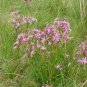 100 Seeds RAGGED ROBIN Pink Purplish Lychnis Flos Cuculi Pink Flower (Seeds)